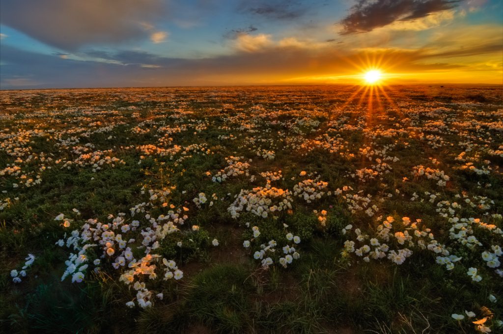 One of the protected areas outside of Larimer County, Pawnee Grasslands provides biodiversity protection of species such as the Pawnee Prairie Primrose. Source: Michael Menefee (CNHP)