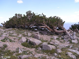 krummholz pine