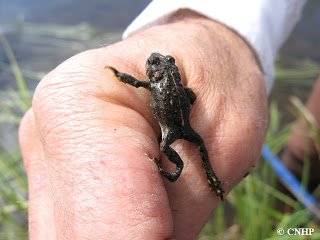 juvenile boreal toad