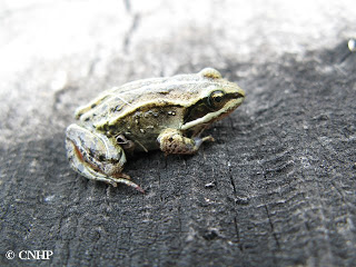 juvenile wood frog