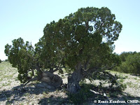old-growth juniper