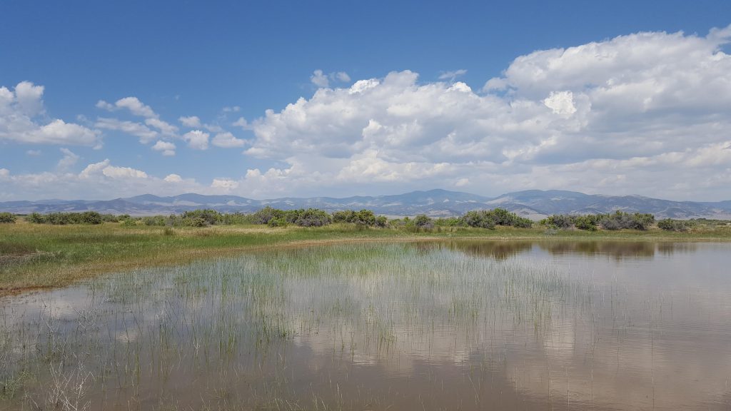Vulnerable wetlands provide essential ecosystem services, such as wildlife habitat, sediment capture, and groundwater recharge