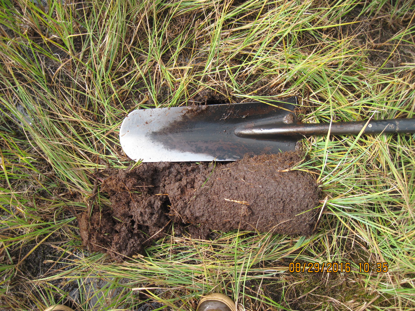 Organic fen soil. Joanna Lemly, CNHP.