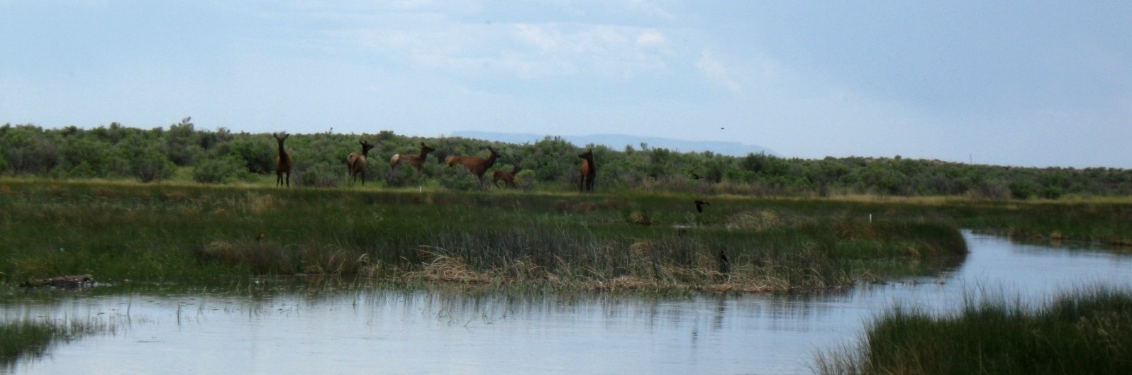 startled elk in our plot