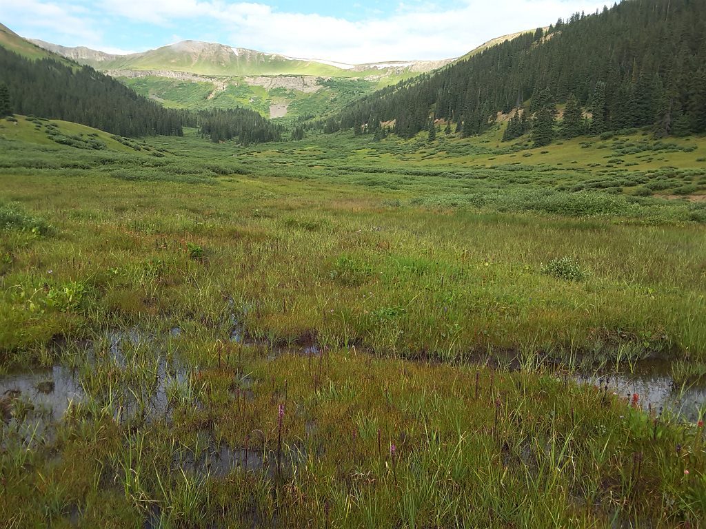 A fen near Loveland Pass (Summit/Clear Creek counties) mapped and surveyed as part of the CDOT roadside fen project.