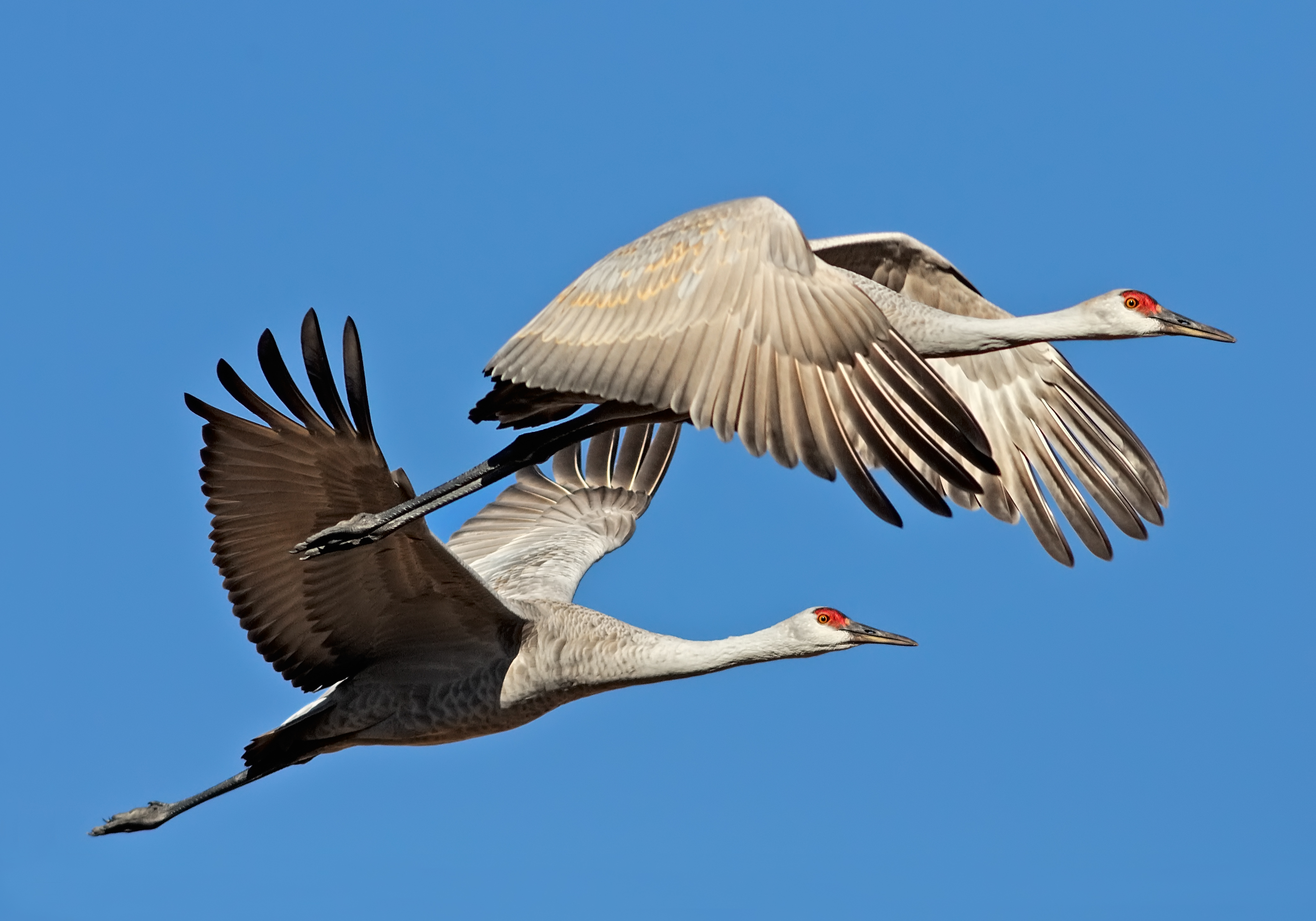 Sandhill cranes in flights. Michael Menefee.