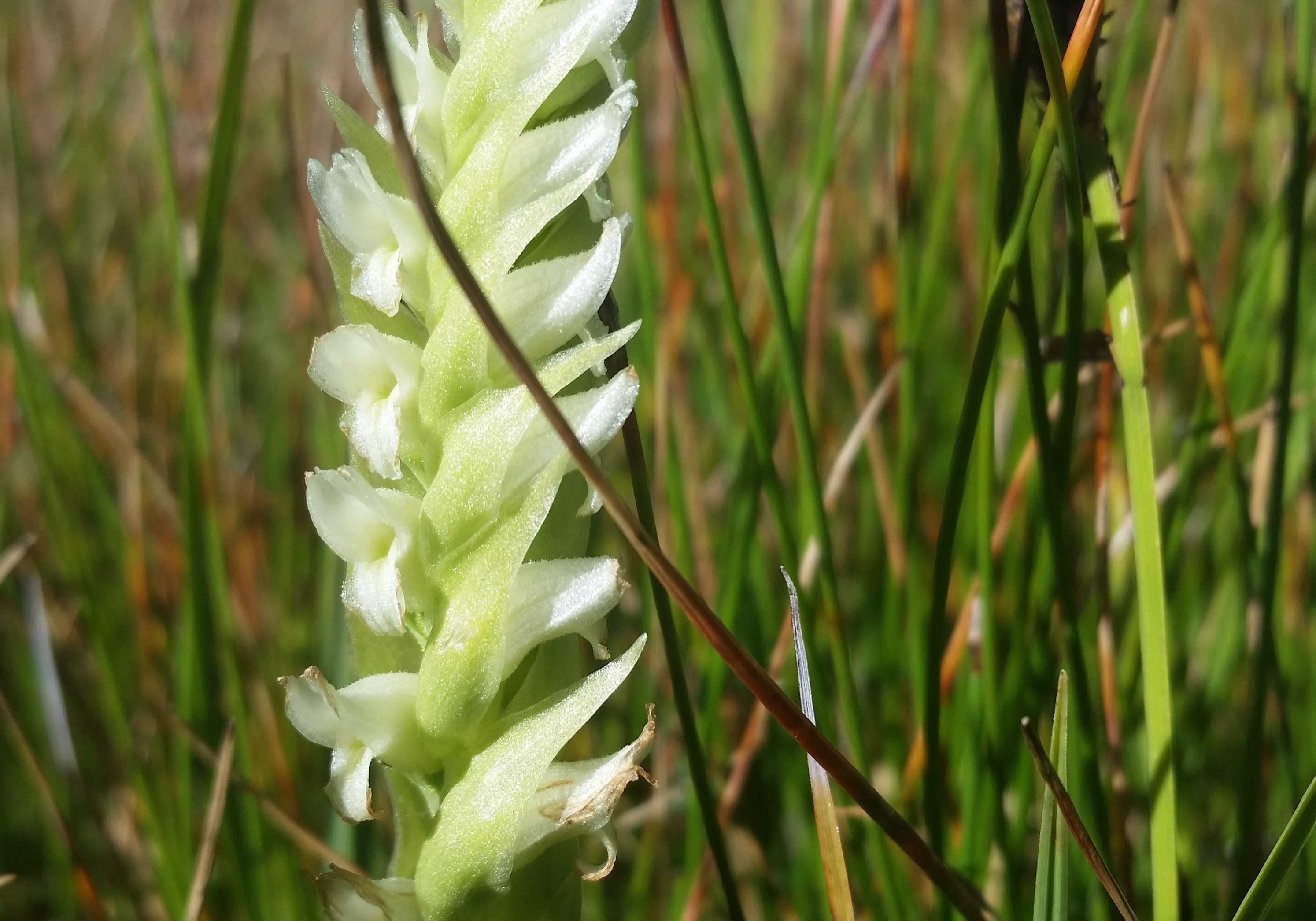 Hooded lady's tresses (Spiranthes romanzoffiana, an obligate wetland species. CNHP Staff.