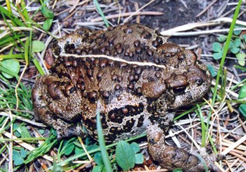 Boreal Toad. Brad Lambert, CNHP