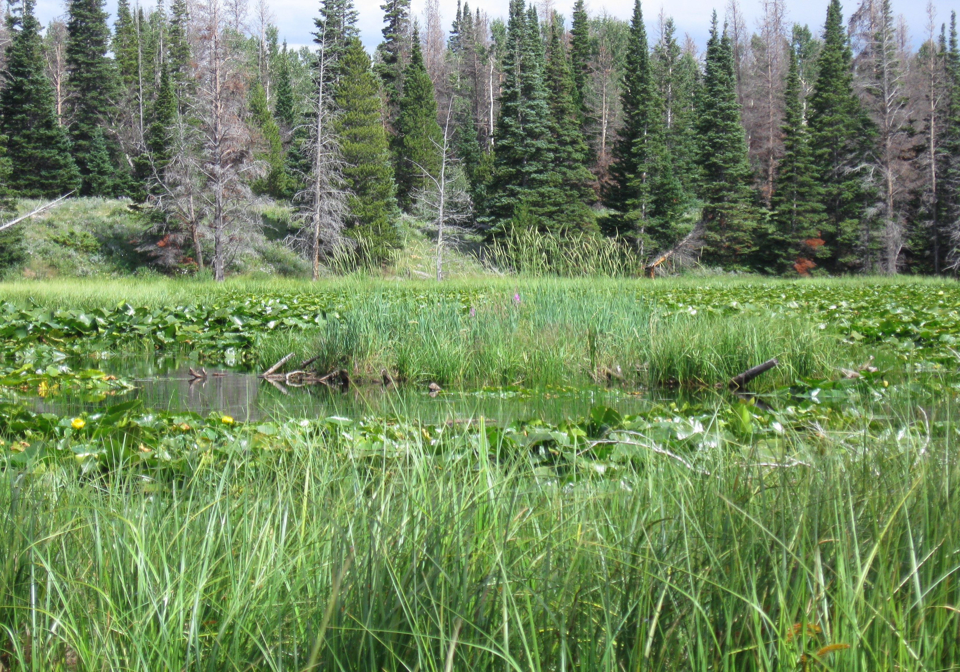 Fen Mapping - Colorado Wetland Information Center