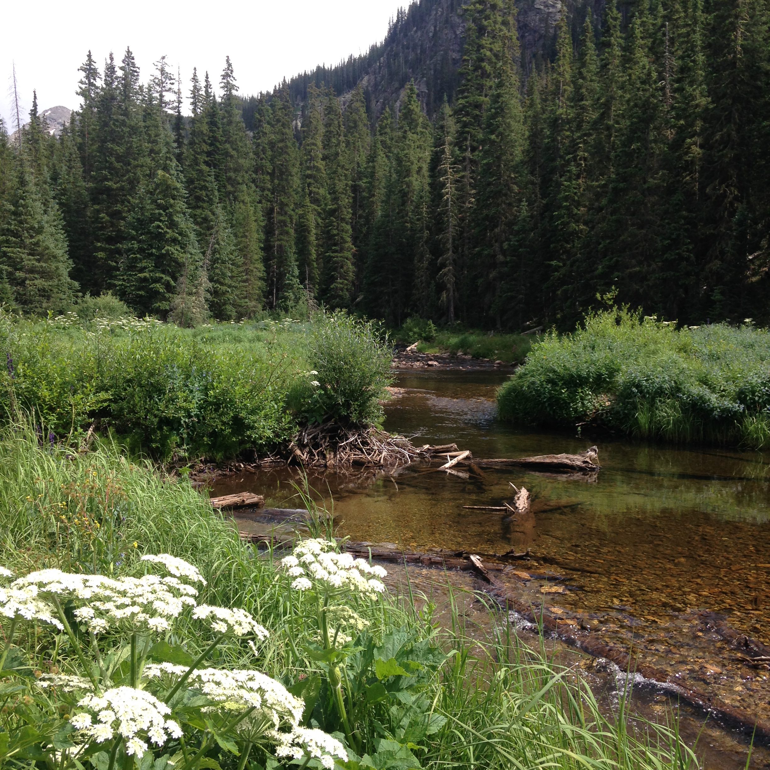 Headwater stream in the Holy Cross Wilderness, CO. Sarah Marshall, CNHP.