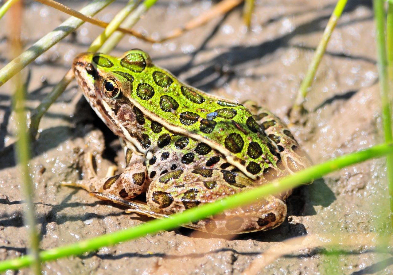 Northern leopard frog. Keith Penner.