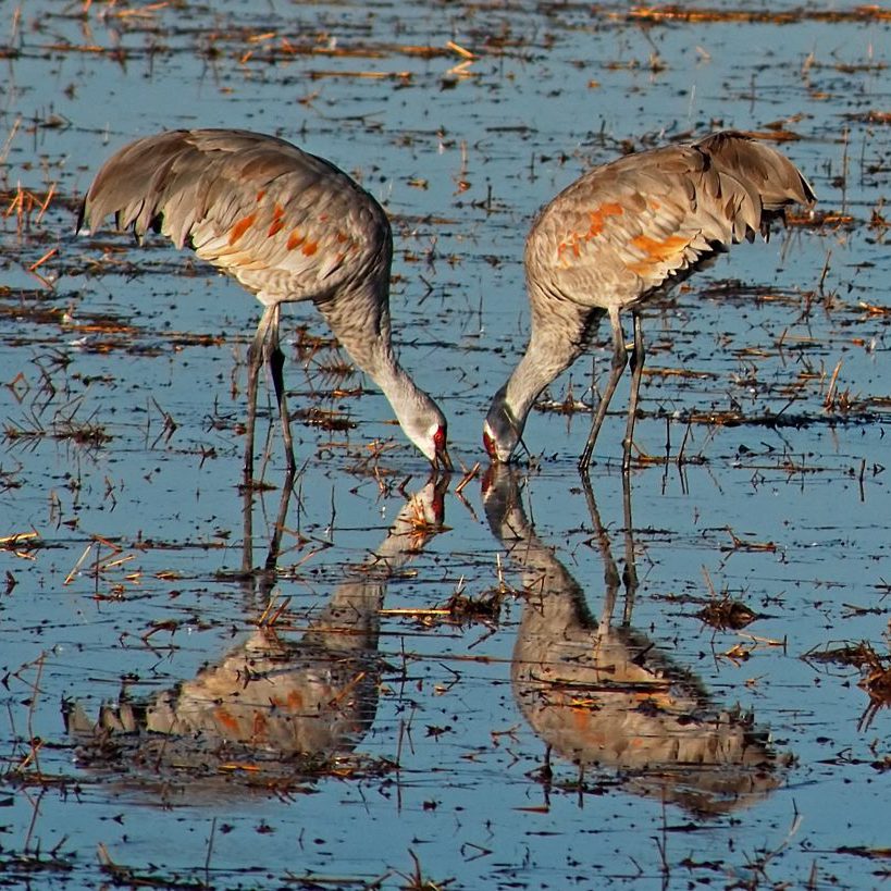 Greater Sandhill Cranes in a flooded field. Michael Menefee, CNHP.