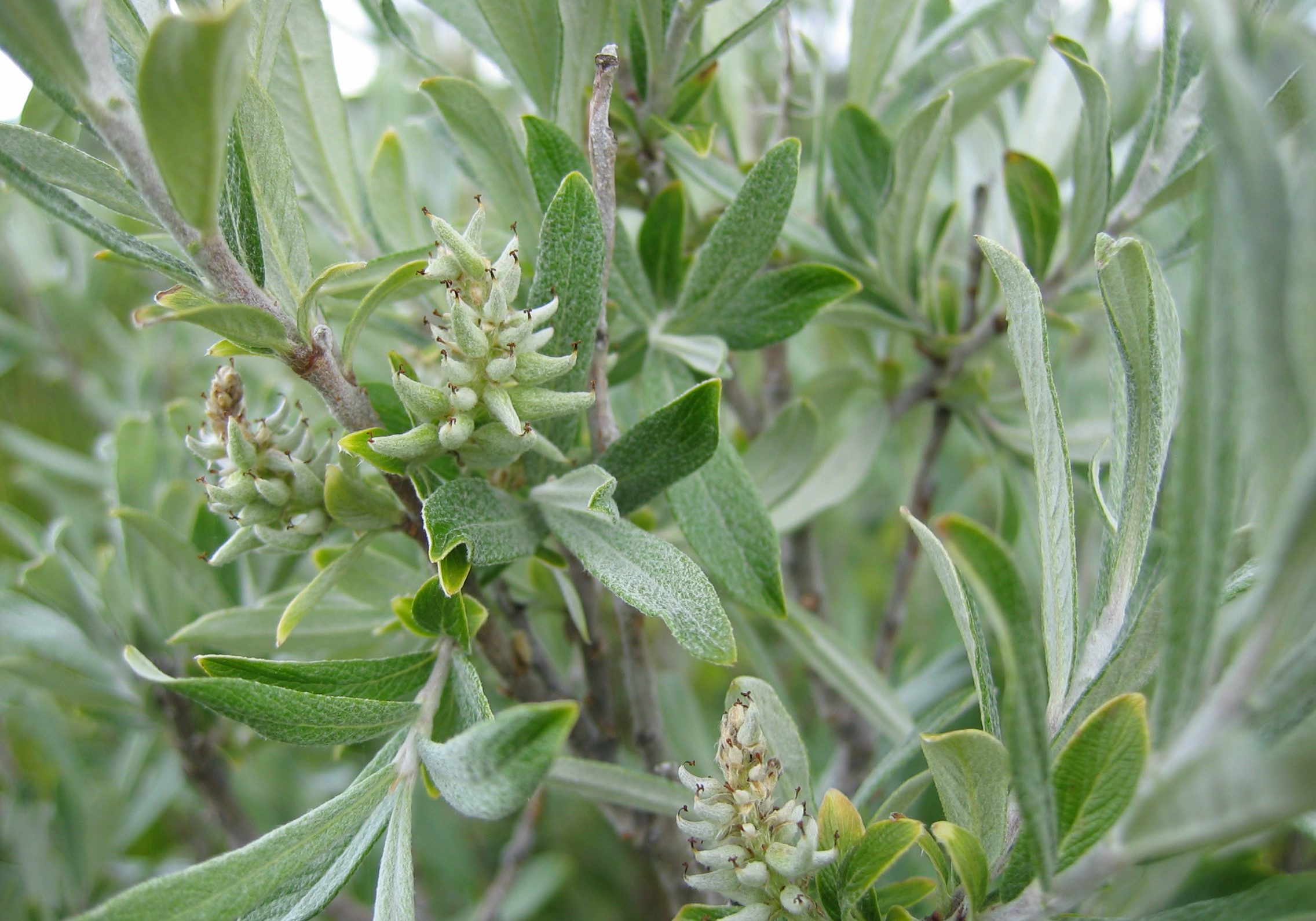 Sageleaf willow (Salix candida) is found in rich fens, such as High Creek Fen. Joanna Lemly, CNHP.
