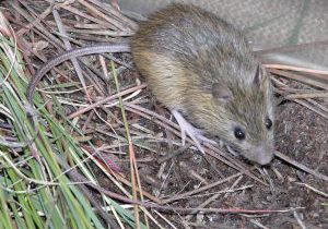 Preble's meadow jumping mouse. Rob Schorr, CNHP.