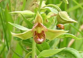Rare wetlands orchid, Epipactis gigantea. Jill Handwerk, CNHP.