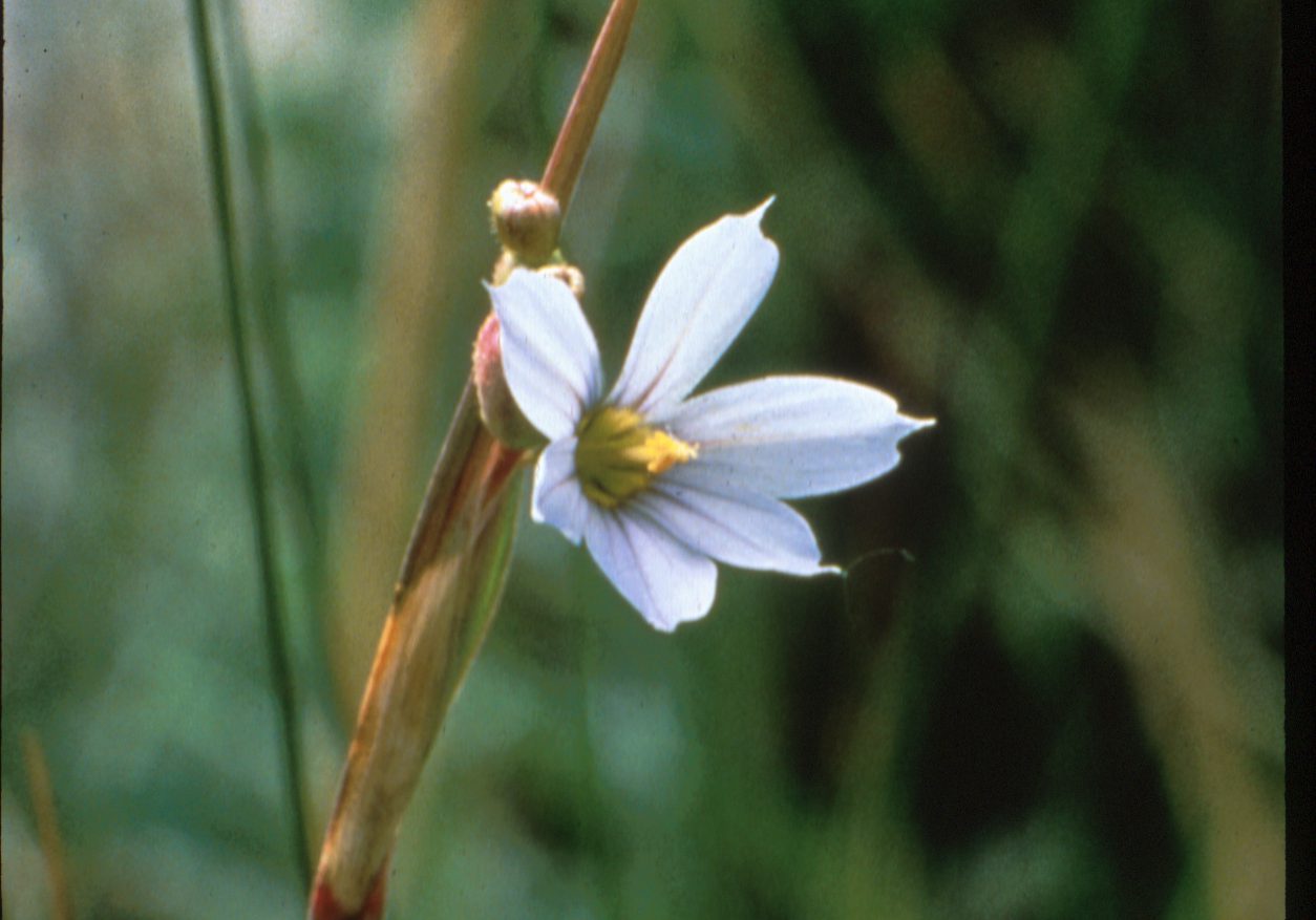 Pale blue-eyed grass (Sisyrinchium pallidum) is found at High Creek Fen and other fen wetlands in Park County, CO. Denise Culver, CNHP.