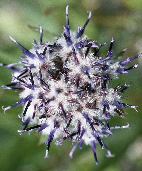 Home - Rare Plant Guide