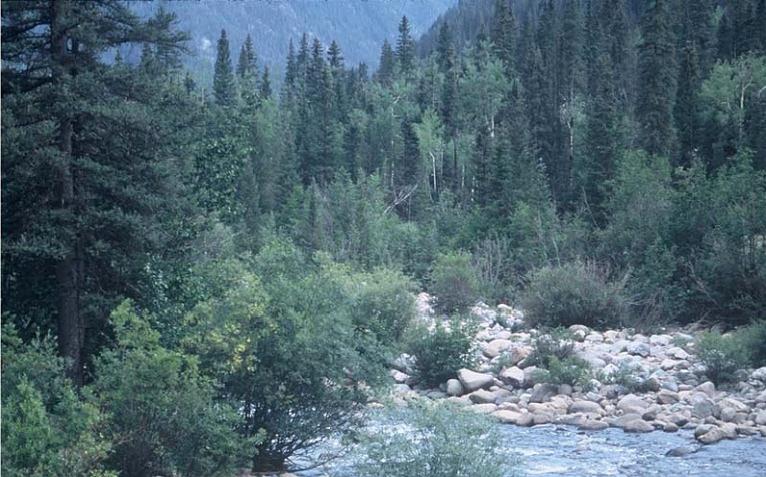 A riparian area dominated by sub-alpine fir in La Plata County, Colorado.