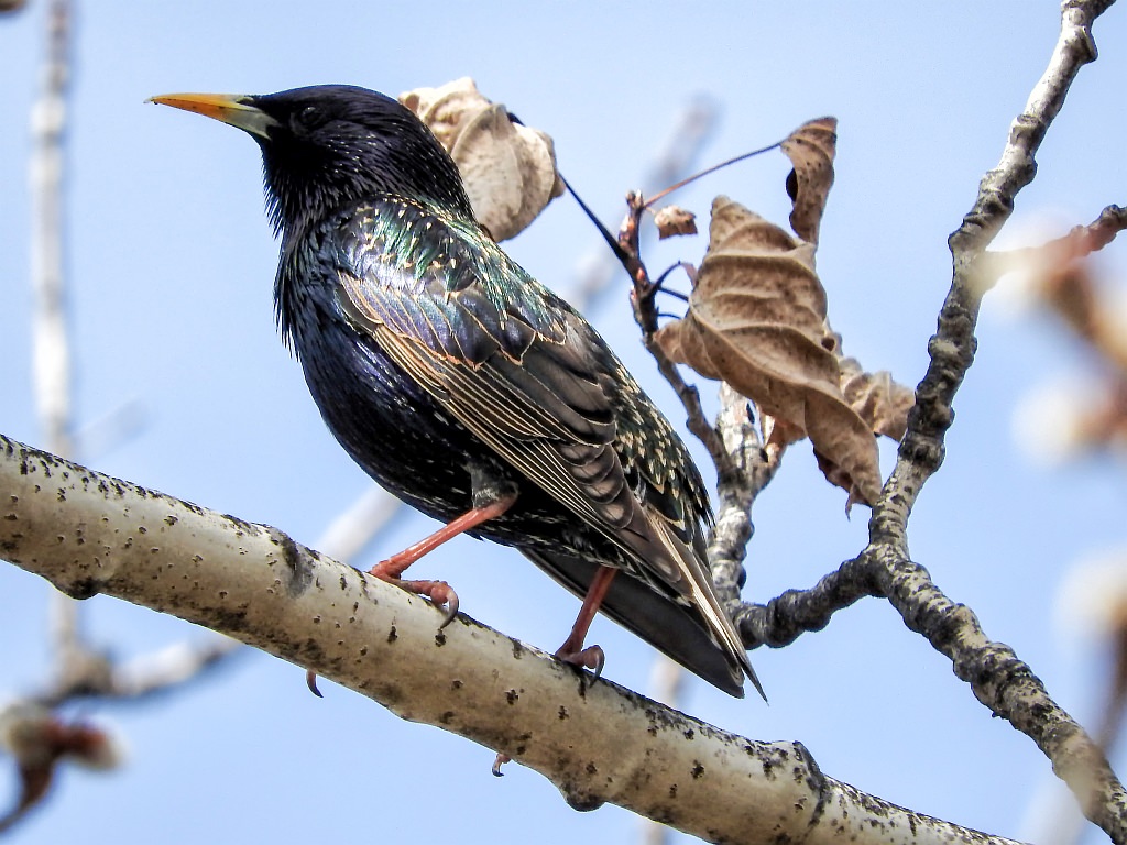 non-native-animals-colorado-natural-heritage-program