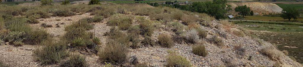 Habitat for the rare clay-loving wild buckwheat (Eriogonum pelinophilum), a Colorado endemic.