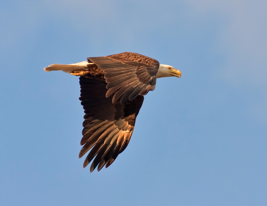 Bald Eagle by Michael Menefee