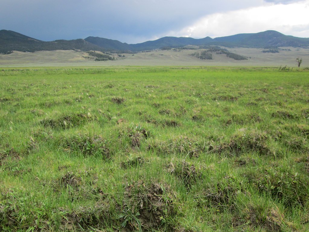 Hummocks can form in wetlands with heavy soil disturbance.