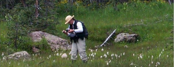 Within a fen on the San Juan National Forest, Karin Freeman tests water pH in a stand of cottongrass (Eriophorum angustifolium).