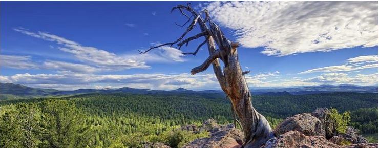 An ancient pine in Mueller State Park, Teller County, Colorado. Photo by Michael Menefee.