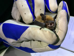Silver-haired bat (<i>Lasionycteris noctivagans</i>) 
 by Emma Balunek