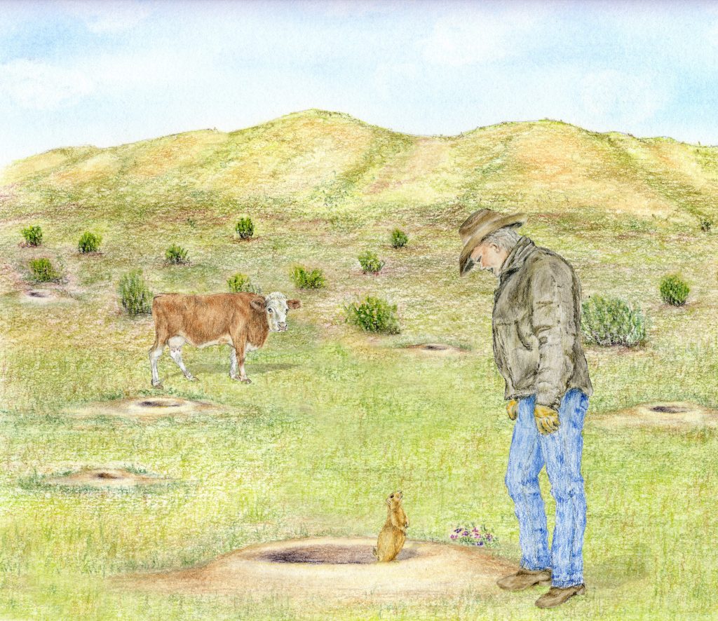 Pencil illustration of a rancher standing at the edge of a prairie dog colony, with a cow grazing nearby and a prairie dog at a burrow entrance, by Sharyn Davidson.