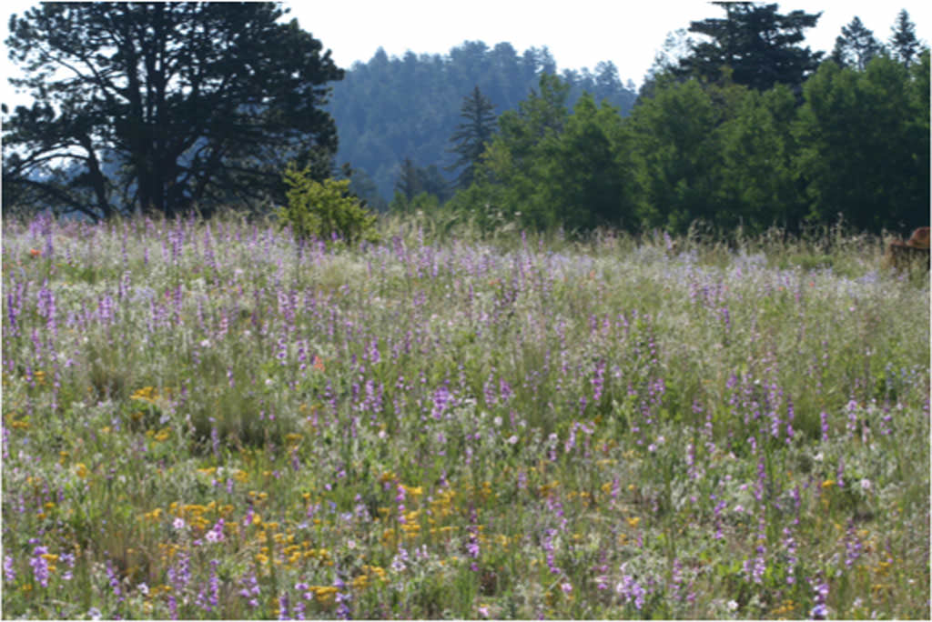 Habitat of Penstemon degeneri by Dave Elin