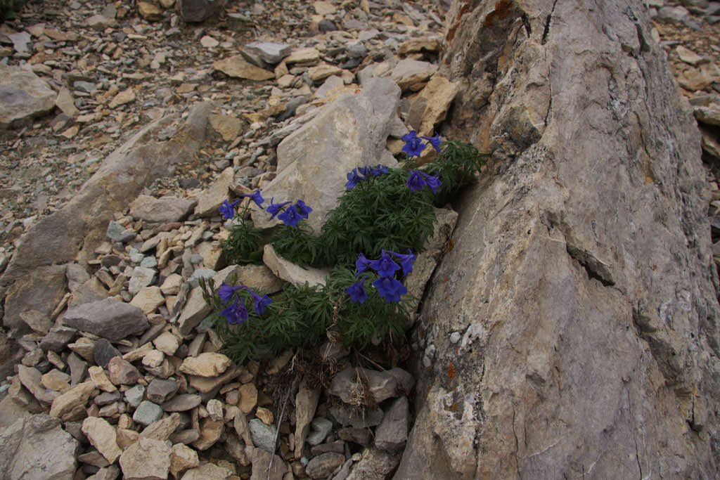 Habitat of Delphinium ramosum var. alpestre by Scott Smith