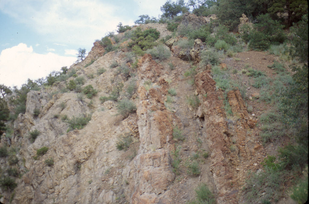 Habitat of Nuttallia densa by Susan Spackman Panjabi