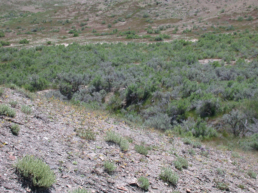 Habitat of Camissonia eastwoodiae by Peggy Lyon