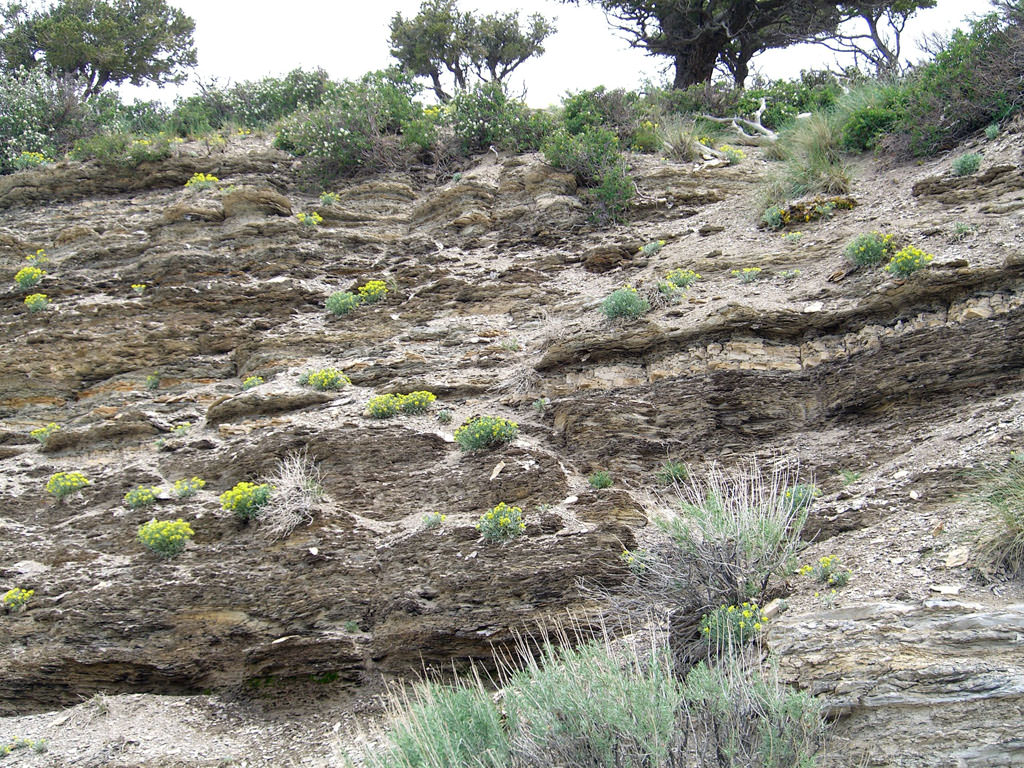 Habitat of Physaria obcordata by Peggy Lyon