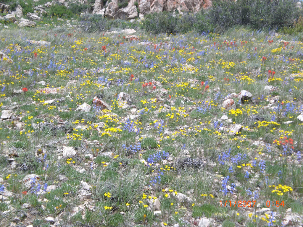 Habitat of Townsendia strigosa by Peggy Lyon