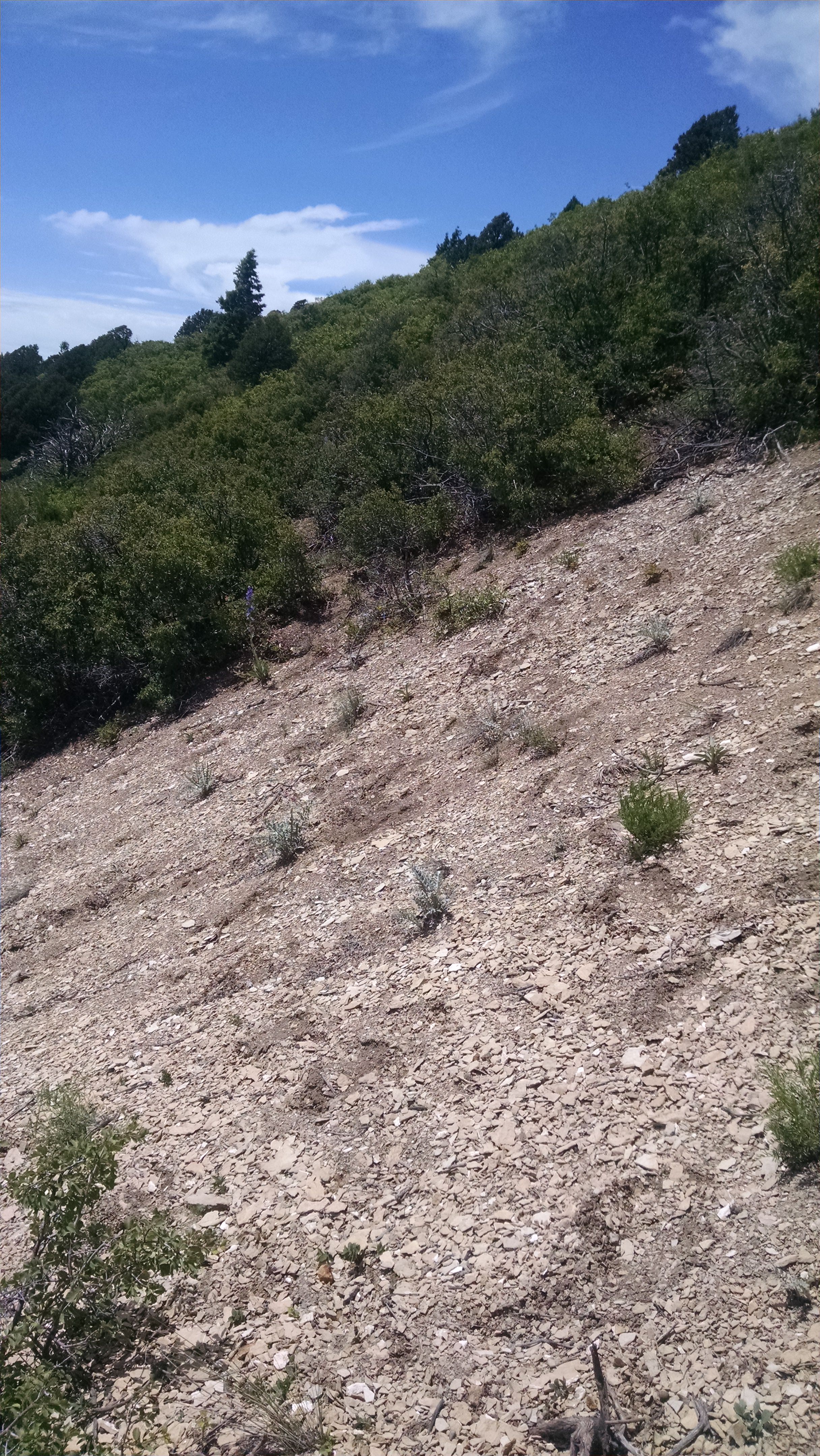 Habitat of Physaria parviflora by Bernadette Kuhn