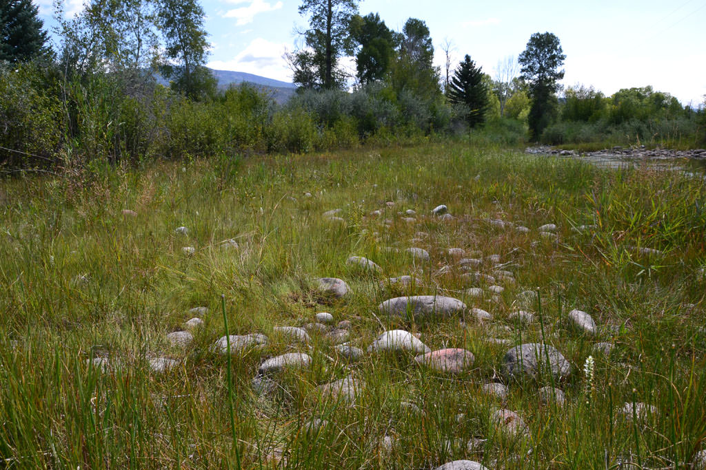 Habitat of Spiranthes diluvialis by Delia Malone