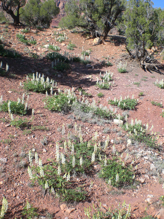 Habitat of Lupinus crassus by Peggy Lyon