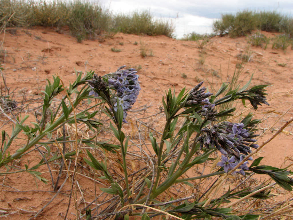 Habitat of Amsonia jonesii by Tim and Ann Henson