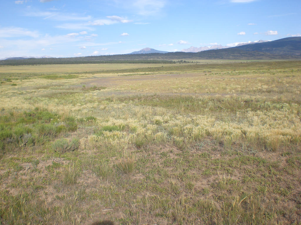 Habitat of Puccinellia parishii by Peggy Lyon