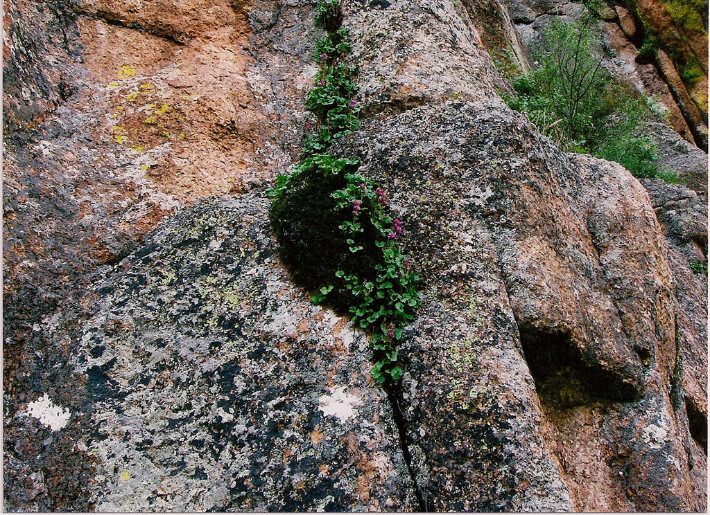 Habitat of Telesonix jamesii by Tim and Ann Henson