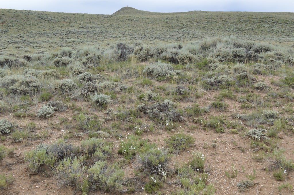 Habitat of Penstemon laricifolius ssp. exilifolius by Ann M. Grant.