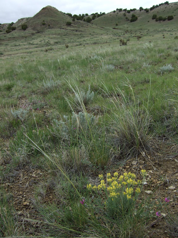 Habitat of Physaria calcicola by Renee Rondeau
