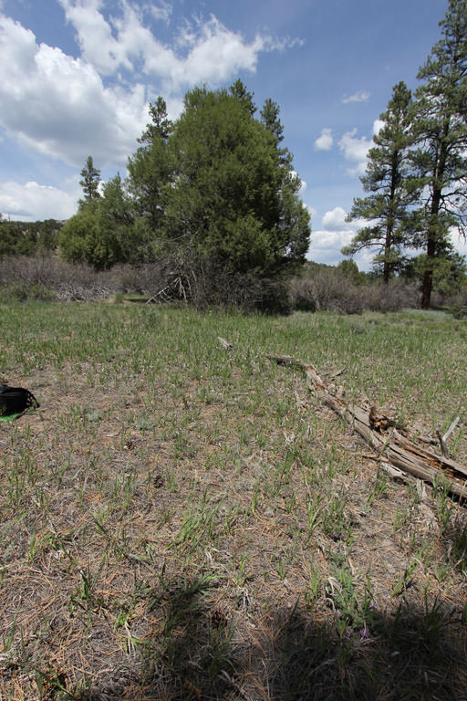 Habitat of Astragalus iodopetalus by Teresa Burkert