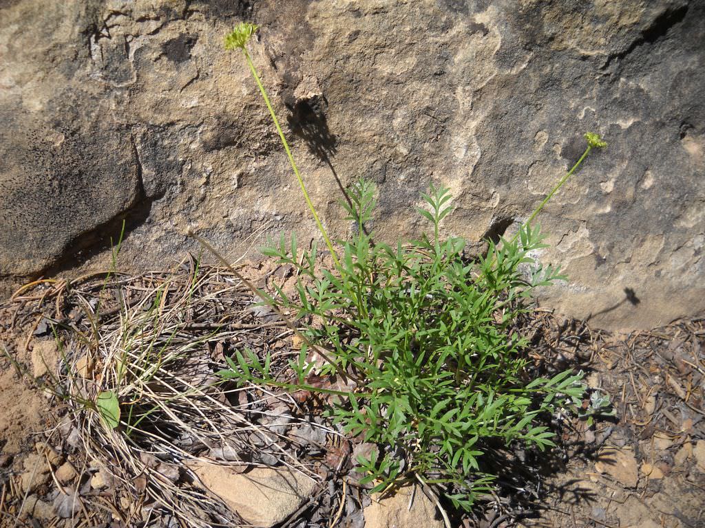 Habitat of Aletes macdougalii ssp. breviradiatus courtesty of Mesa Verde National Park Vegetation Program.