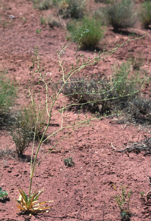 Habitat of Frasera paniculata by Bill Jennings