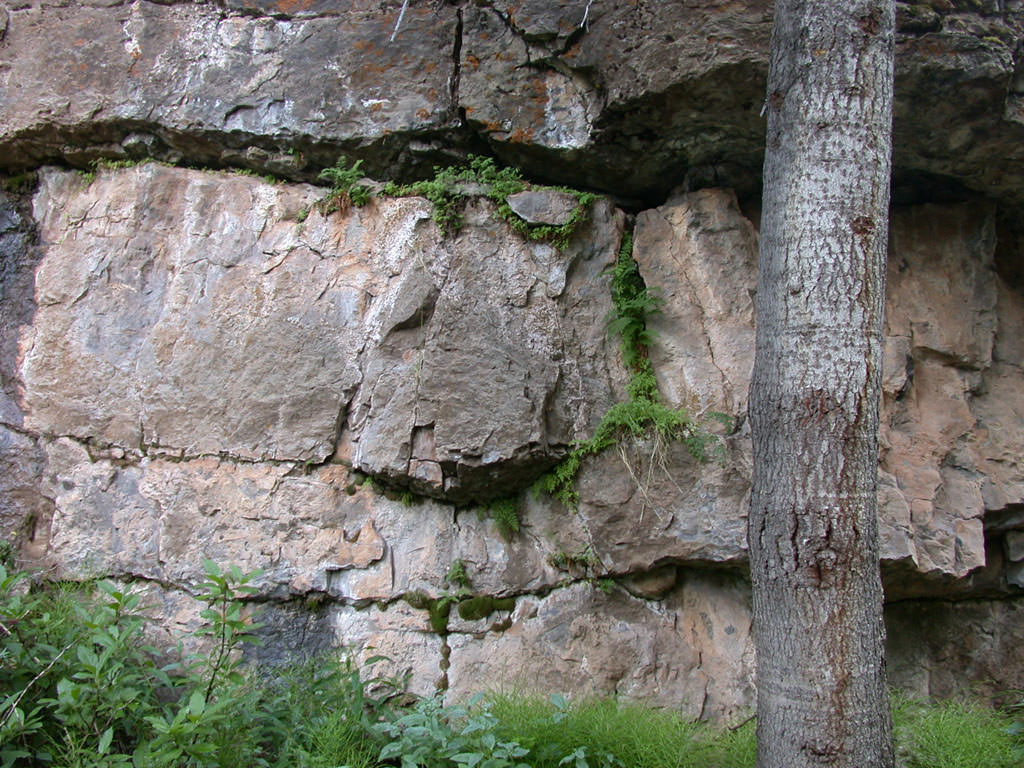 Habitat of Cryptogramma stelleri by Peggy Lyon