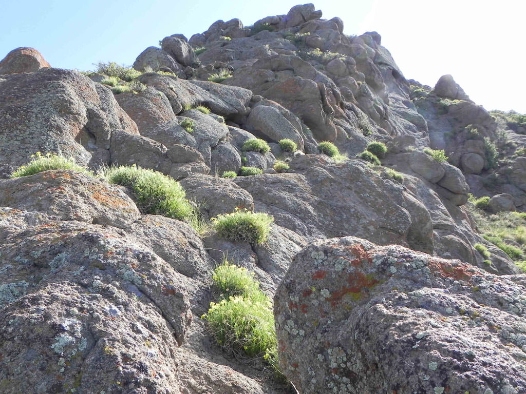 Habitat of Aletes lithophilus by Jim McCain.