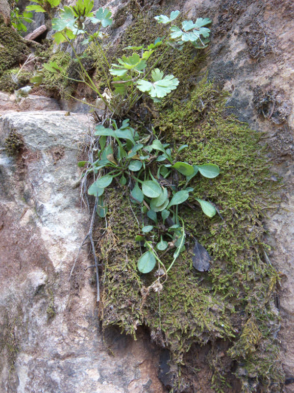 Habitat of Erigeron kachinensis by Loraine Yeatts
